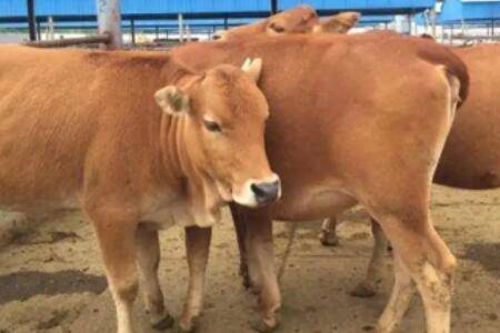 养牛成本与利润分析,一头牛赚钱万元以上_养牛