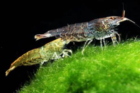 黑壳虾的寿命多长_养虾