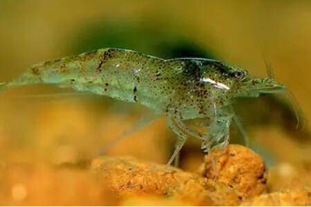 黑壳虾抱卵后多久孵化出来_养虾