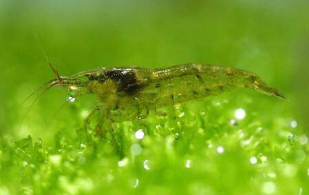 黑壳虾抱卵后多久孵化出来_养虾