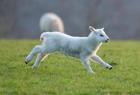 人工喂养小羊时的注意事项_养羊