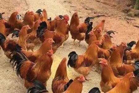 鸡背上脱毛怎么办,用什么药物治疗_养鸡