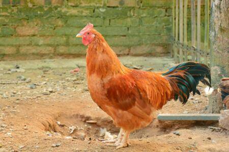 鸡怕什么声音_养鸡