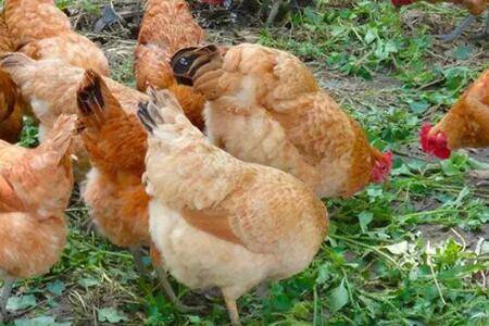 无抗鸡是什么鸡_养鸡