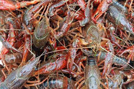 4钱小龙虾能长多大_养虾