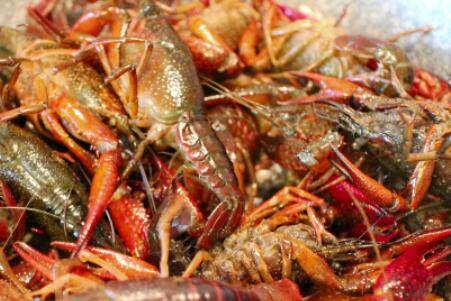 小龙虾繁殖速度有多快_养虾