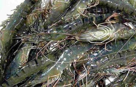 草虾养殖的水质问题_养虾