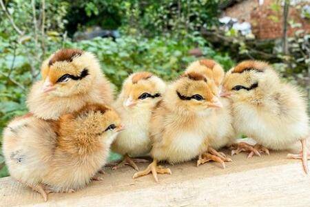 小鸡苗怎么分辨公母_养鸡