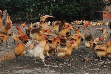 鸡冬天会下蛋吗?_养鸡