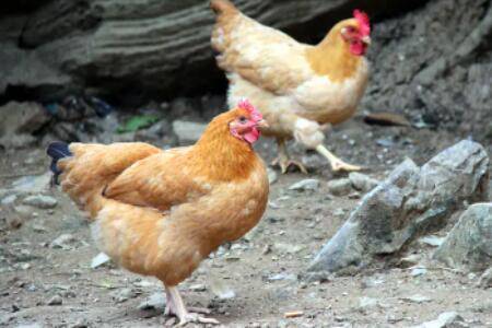 家养鸡吃什么食物下蛋多_养鸡