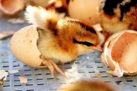 刚破壳的小鸡怎么养活_养鸡