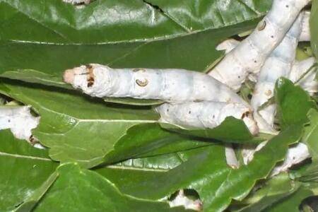 养蚕必须养三年吗?_养殖问答