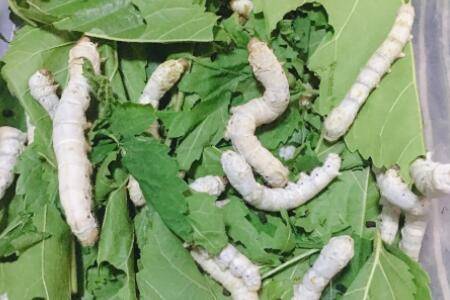 蚕籽多少天孵出小蚕_养殖问答