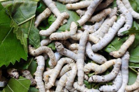 大蚕和小蚕能不能一起养_养殖问答