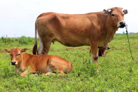 牛拉稀了怎么办_养牛