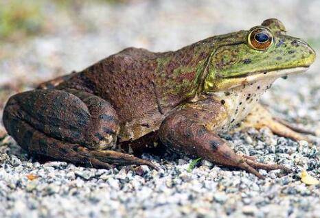 牛蛙体内有寄生虫吗?_养蛙