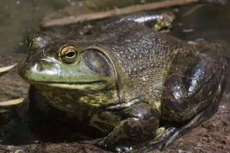 牛蛙和癞蛤蟆有哪些不同_养蛙