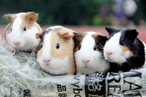 荷兰猪寿命有多长_养殖问答