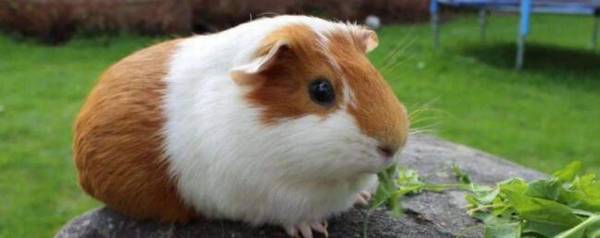 荷兰猪一般能活多久_养殖问答