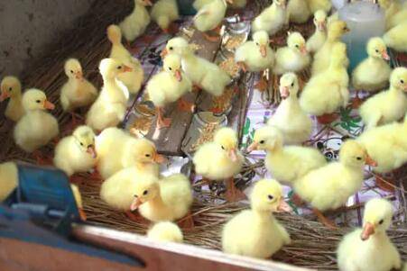 小鹅出壳多长时间吃东西_养鹅