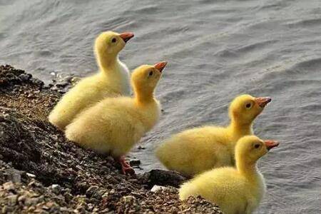 小鹅多久能长白毛_养鹅