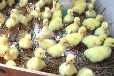 刚出壳的小鹅吃什么_养鹅