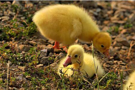 小鹅能吃熟米饭吗?_养鹅