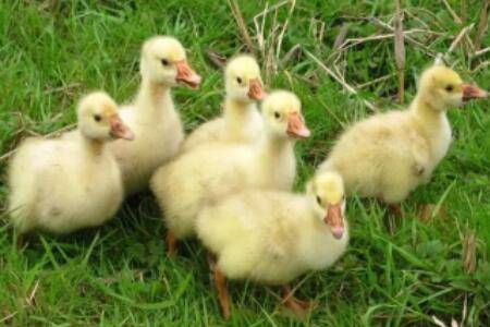 鹅一直掉毛什么原因_养鹅