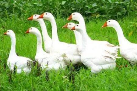 鹅吃哪些蔬菜长得快_养鹅