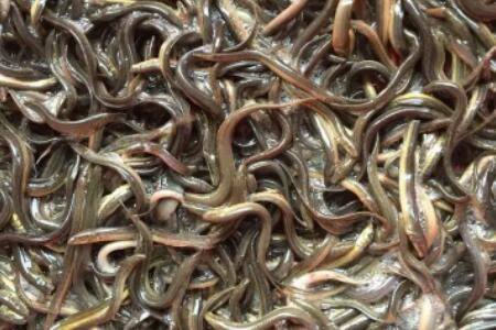 无土泥鳅养殖技术3:泥鳅苗的投放管理技术_养殖问答