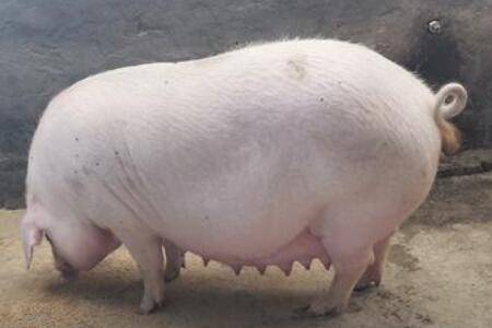 怀孕母猪感冒症状有哪些_养猪