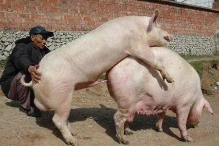 母猪打了细小两天能否配种_养猪