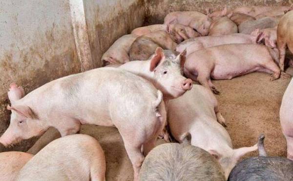 母猪打了细小两天能否配种_养猪