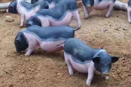 陆川母猪和土杂母猪多久可以配种_养猪