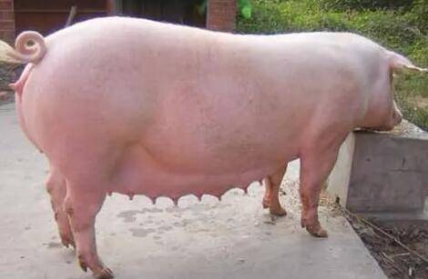 母猪配种日期推算表,三种推算方法哪种更准_养猪