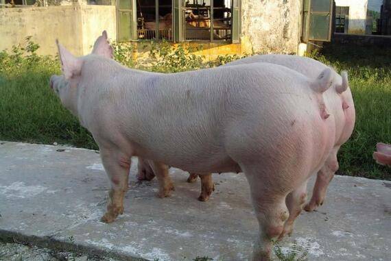 母猪配种日期推算表,三种推算方法哪种更准_养猪