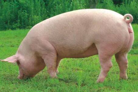 怀孕母猪体外驱虫用什么药,有哪些注意事项_养猪