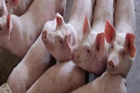 仔猪后腿怎么补铁,仔猪补铁步骤及注意事项_养猪