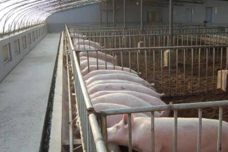 养猪场怎么灭蚊子最有效_养猪