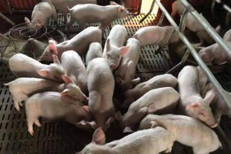 合圈时怎么防止猪打架_养猪