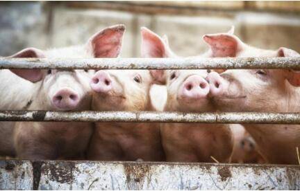 怎么控制猪乱拉屎的问题_养猪