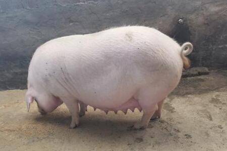 怀孕母猪能不能驱虫_养猪