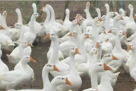 半夜鹅叫有什么征兆_养鹅