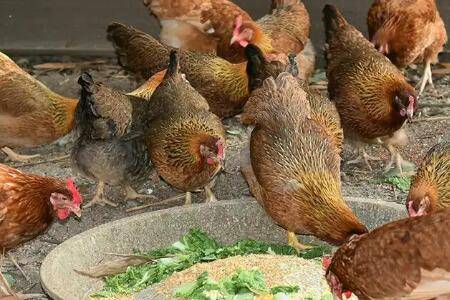 鸡多吃米糠会不会多下蛋_养鸡