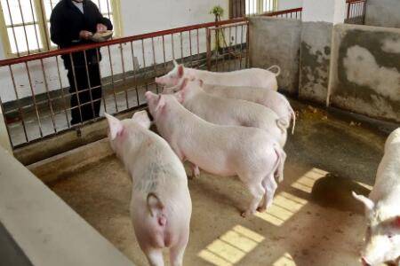 怎么喂猪才会长得快_养猪
