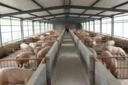 冬季猪舍湿度太大怎么办_养猪