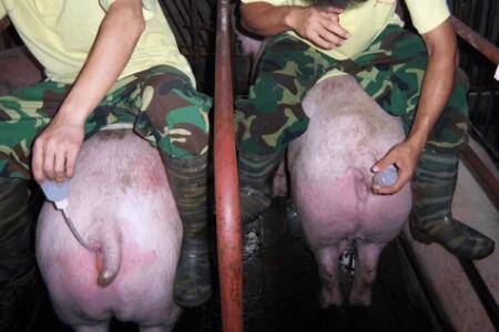 母猪人工授精要间隔几小时_养猪