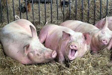 母猪低温是什么原因_养猪