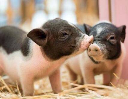 藏香猪最大多少斤_养猪