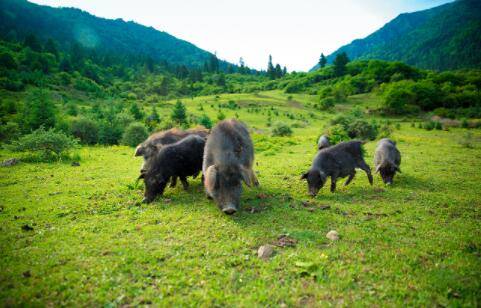 藏香猪最大多少斤_养猪